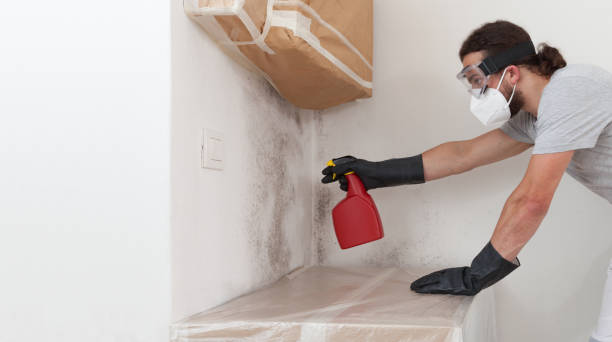 Professional Basement Mold Removal technician working in Harrisburg, PA