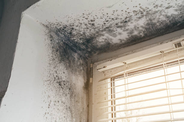 Affordable Basement Mold Removal solutions in Harrisburg, PA