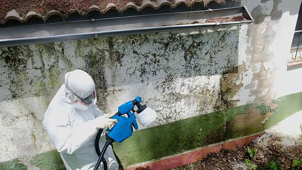 Top rated local Basement Mold Removal specialists in Harrisburg, PA